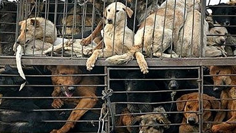Çin'in Şenzen şehrinde kedi ve köpek eti satışı yasakladı